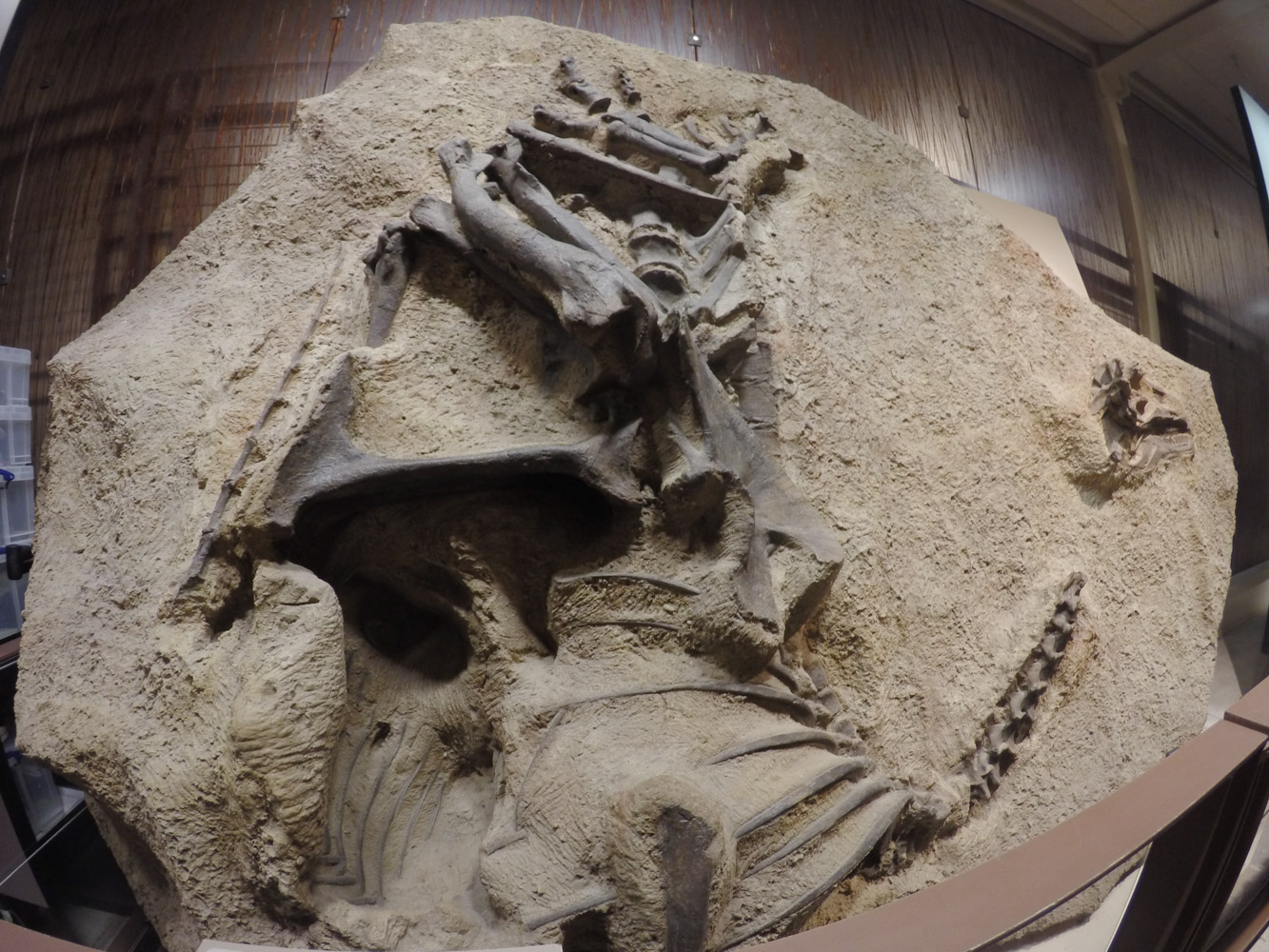 Wall of Bones | Quarry Exhibit Hall | Dinosaur National Monument | The ...