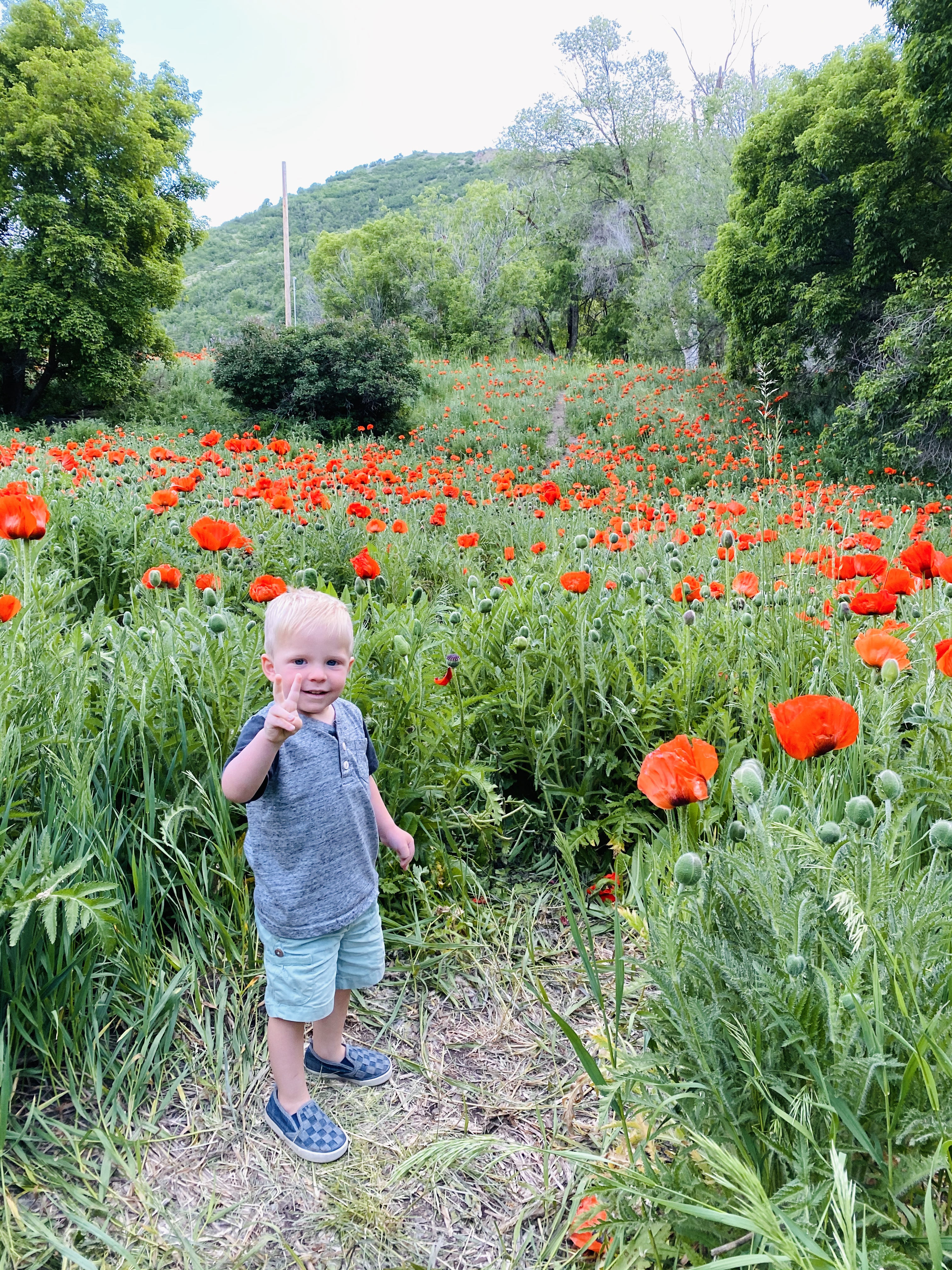 Poppy Patch  Mantua Utah 